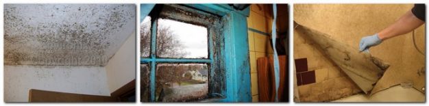 images of bathroom mold