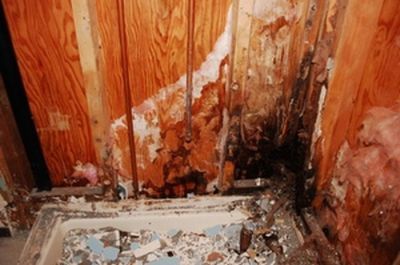 shower mold image
