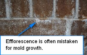 confusion with white mold vs efflorescence