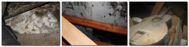 examples-white-mold-problems