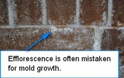 Efflorescence or mold growth?