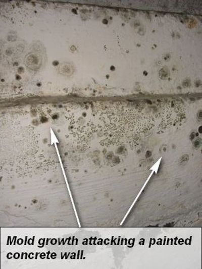 Mold on concrete | Mold in the basement | Environix, Inc.