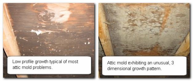 roof sheathing mold growth