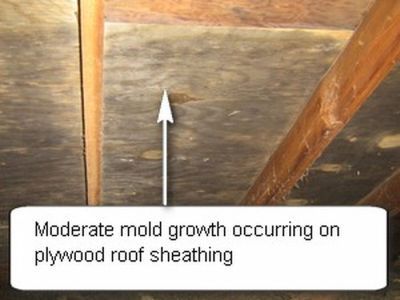 Mold On Wood