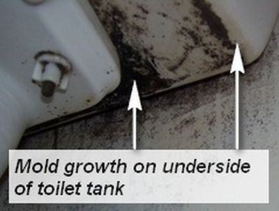 Mold growth on toilet