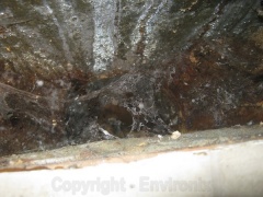 Mold growth in ducting