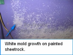 white mold growing on painted wall