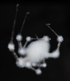 white mold growth on spider