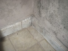 Mold growth from excess humidity