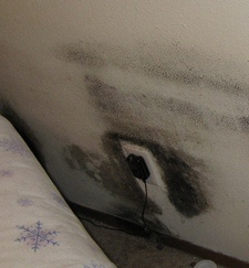 mold removal on sheetrock
