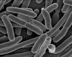 mold smell from bacteria