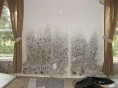 moldy smell from moldy wall