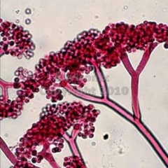 Botrytis Mold