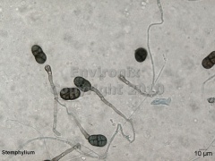 Stemphylium Mold