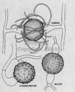 mucorales zygomycetes mold zygospores environix microscopic