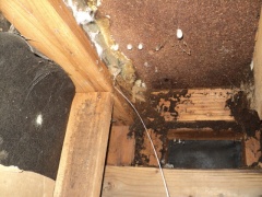 Mold on Joists