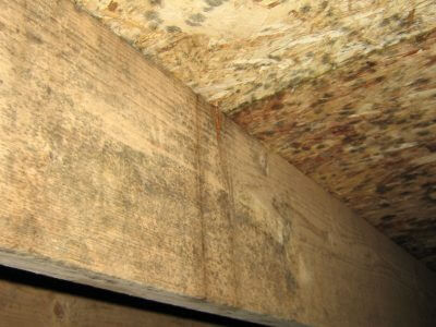 mold crawl space subfloor sub crawlspace flooring inspection environix clean due report subflooring growth