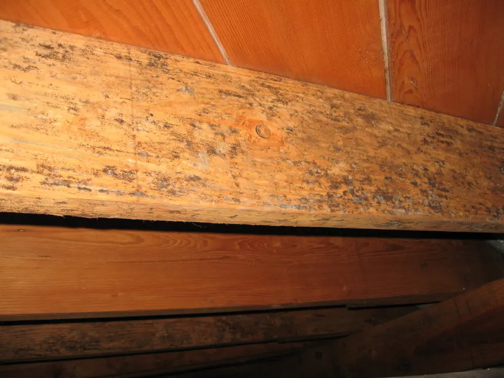 Mold Growth On Joists In Crawle