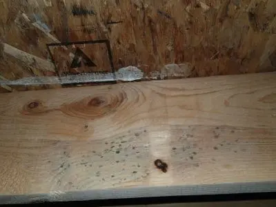 Mold on Joists Only