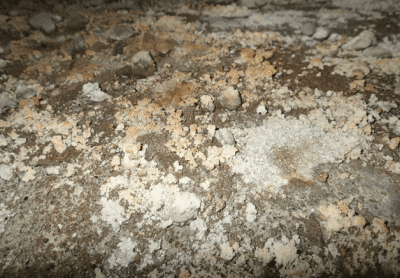 Efflorescence and mold growth on soil