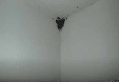 Mold noted on bedroom ceiling/wall.