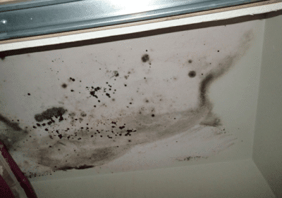 Mold noted on bedroom closet ceiling.