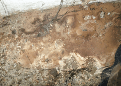 Mold growth on soil