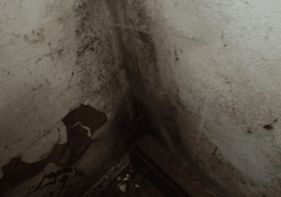 Seattle Mold Test