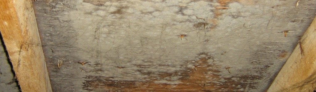 Fuzzy mold on attic sheathing