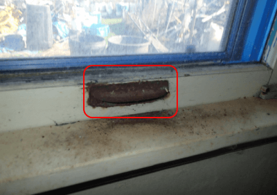Mold Inspection Seattle