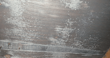 Mold Research Center | Science Based Solutions | Environix