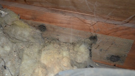 Attic Mold soffit