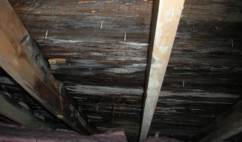 Attic mold before removal. 
