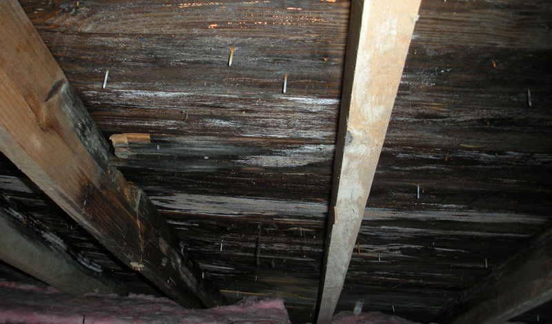 How Do You Remove Black Mold From Plywood In Attic Image