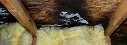 Mold growth on attic sheathing