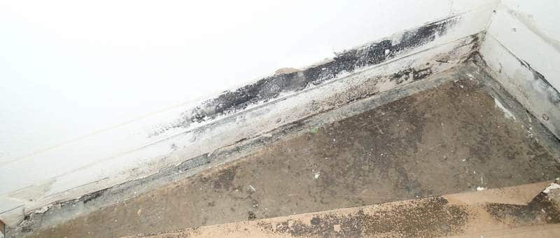 Mold In Basement How To Fix A Moldy, Basement Mold Solutions