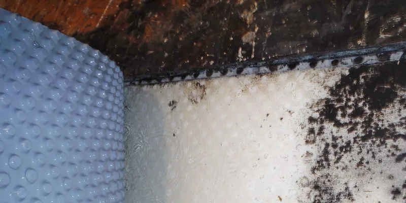 Basement mold from flooding