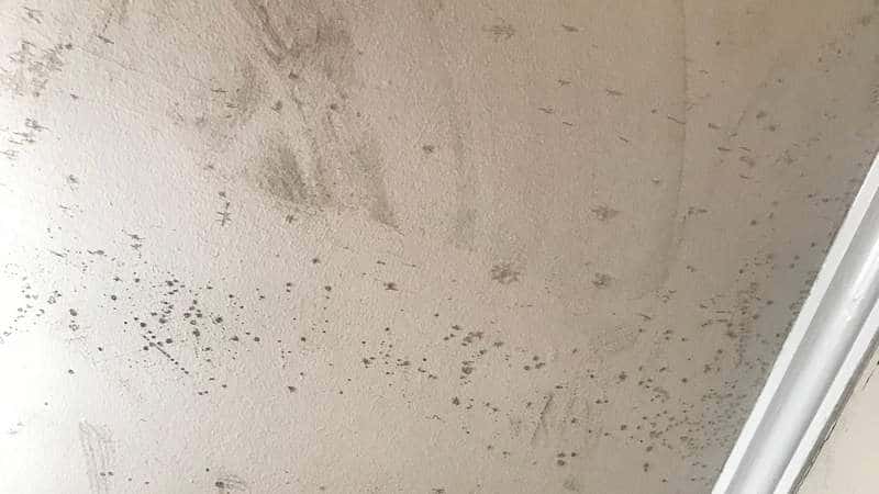 Mold growth on bathroom ceiling.