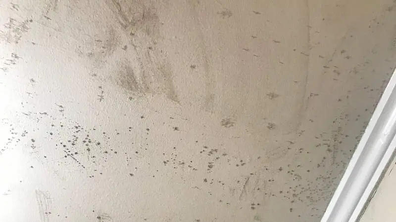 Black Mold on Your Bathroom Ceiling? Read This First