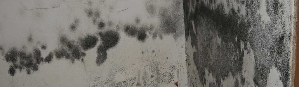 Bedroom Mold Environix Classy Mold In Bedroom Bedroom Mold Environix Classy Mold In Bedroom