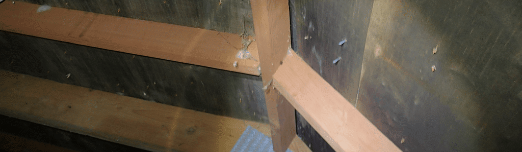 Black Attic Mold - Environix
