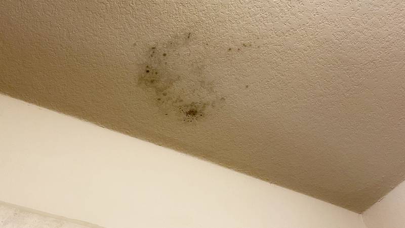 Signs of Black Mold Growth