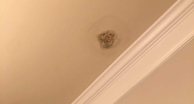 Ceiling Mold Growth Learn The Cause And How To Prevent It