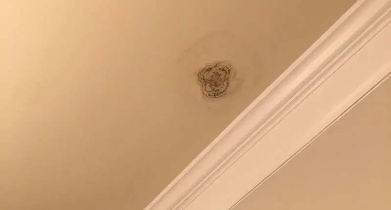 Ceiling Mold Growth Learn The Cause And How To Prevent It Environix - Why Is There Black Mold On My Bathroom Ceiling