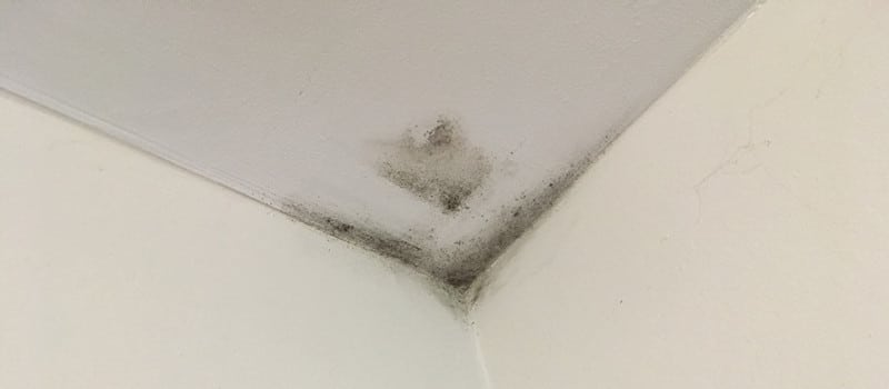 Black mold on corner of ceiling.