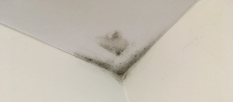 Ceiling Mold Growth Learn The Cause And How To Prevent It