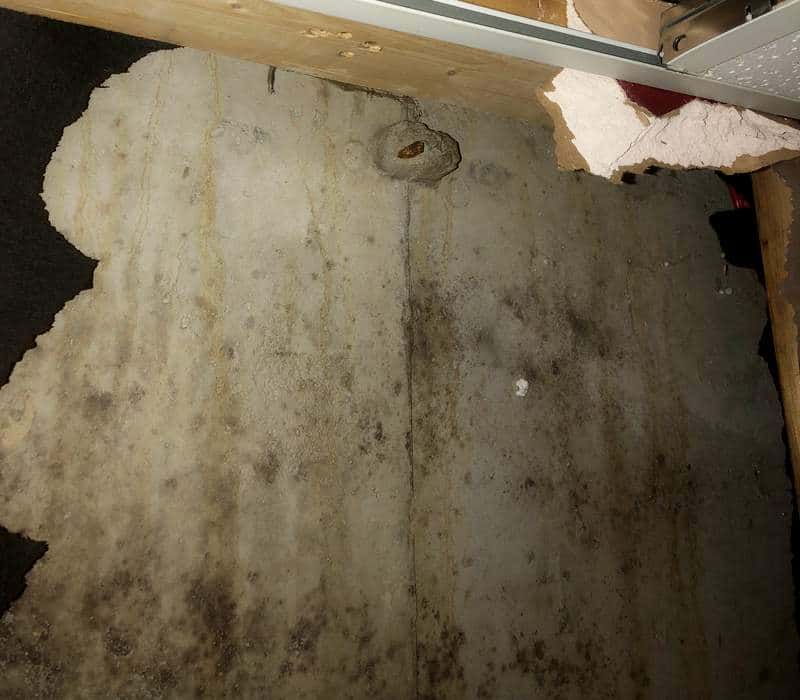Prevent Mold Growth On Concrete, Best Way To Kill Black Mold In Basement