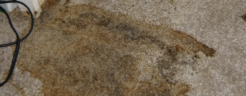 Carpet Mold