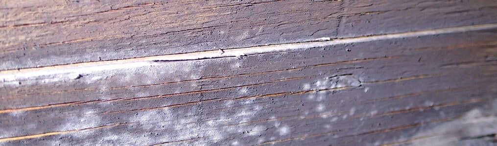 Light white mold on attic