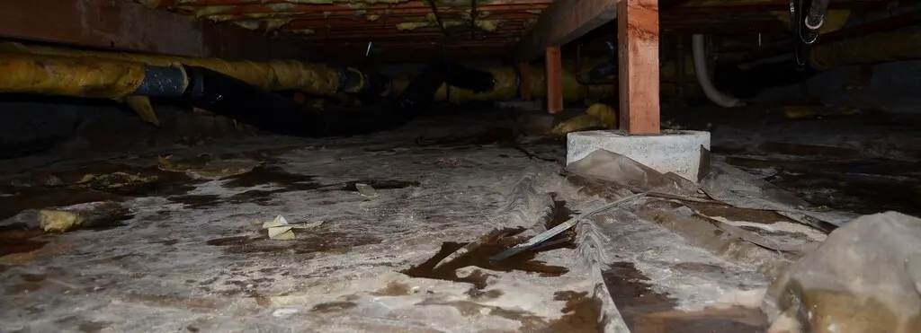 remove crawl space mold